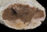 Petrified Wood Limb - Nevada #42121-1